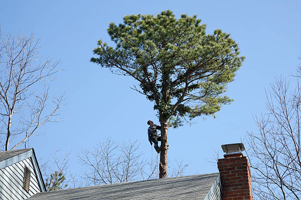 Reliable Albion, PA Tree Care Solutions